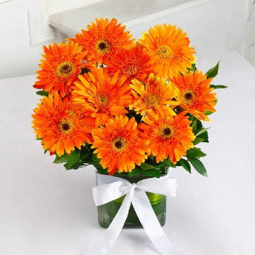 Orange Gerberas Bouquet of Fresh Flowers